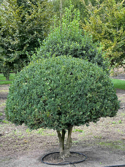 BUSE TOPIARY #040