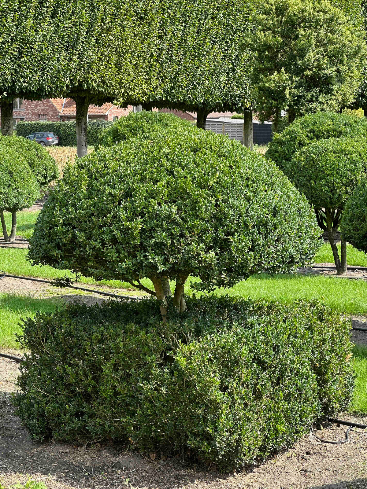 BUSE TOPIARY #041