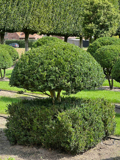 BUSE TOPIARY #041