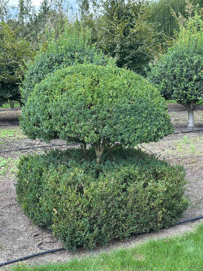 BUSE TOPIARY #041