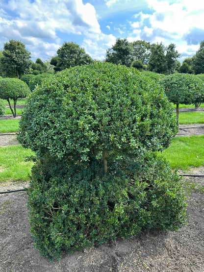 BUSE TOPIARY #041