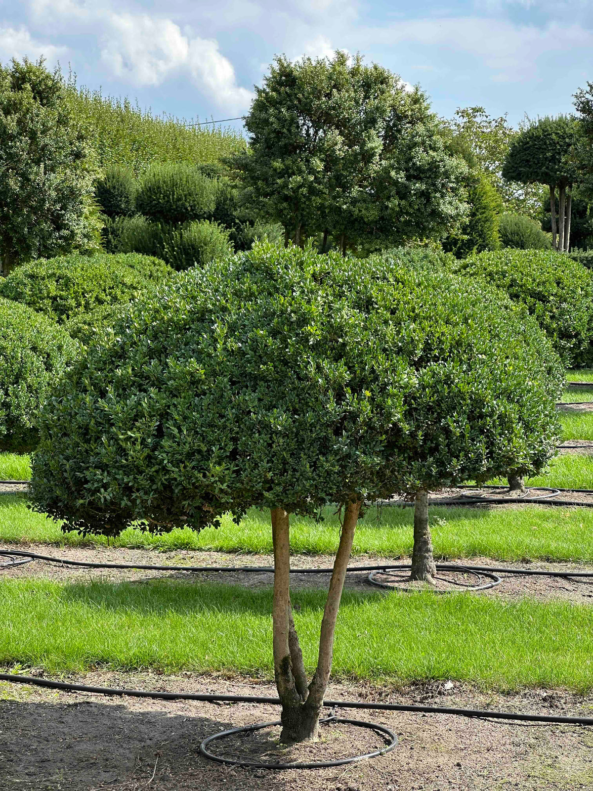 BUSE TOPIARY #042