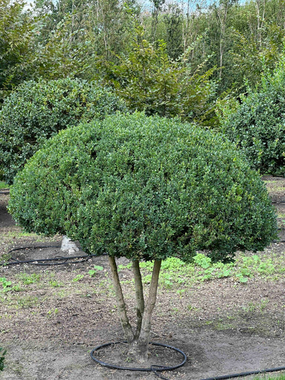 BUSE TOPIARY #042