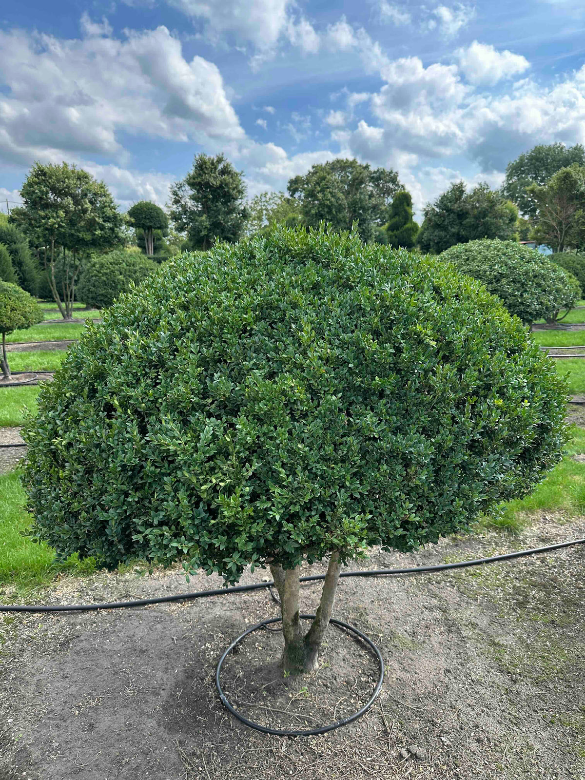 BUSE TOPIARY #042