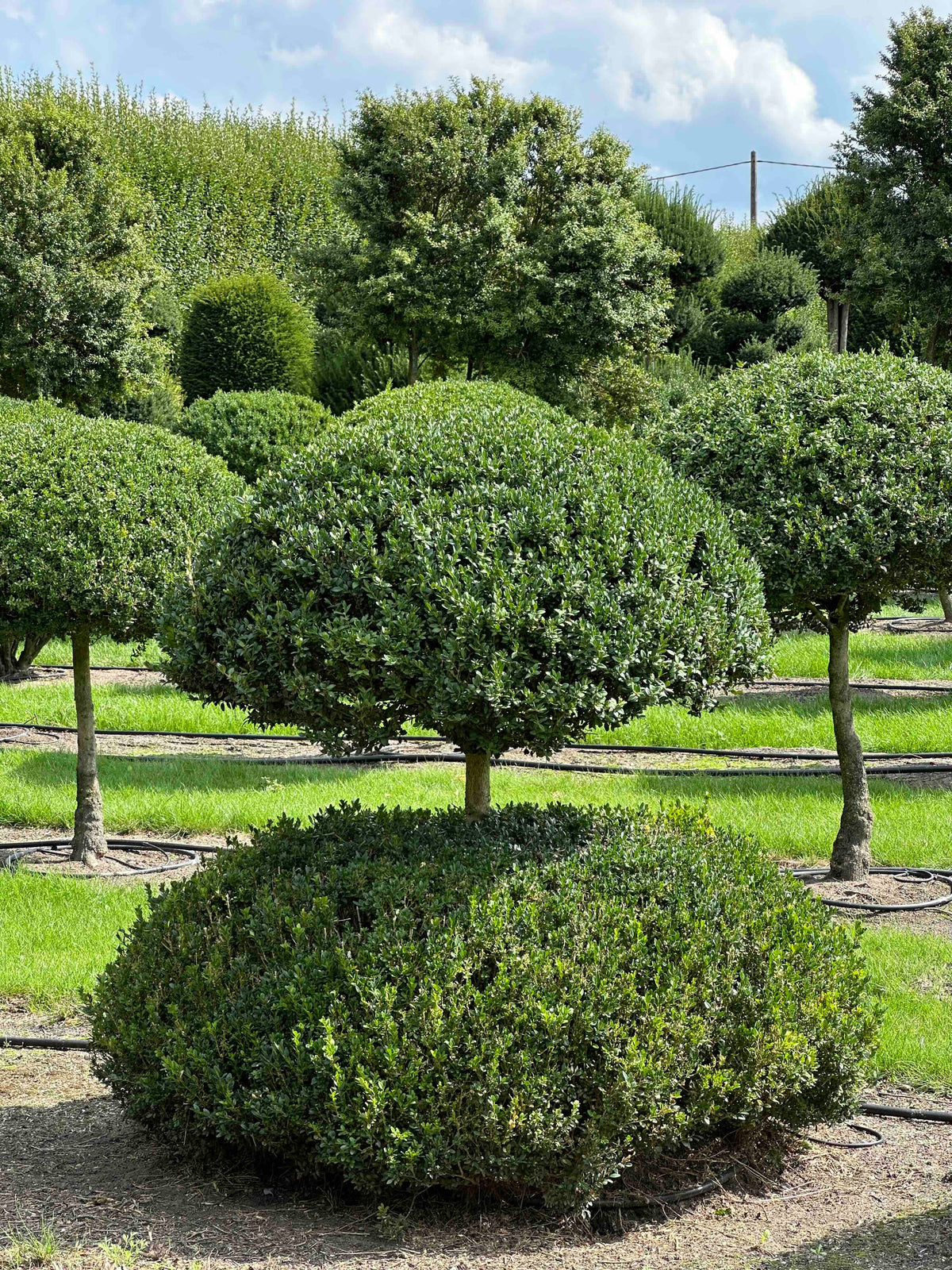 BUSE TOPIARY #043