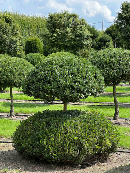 BUSE TOPIARY #043