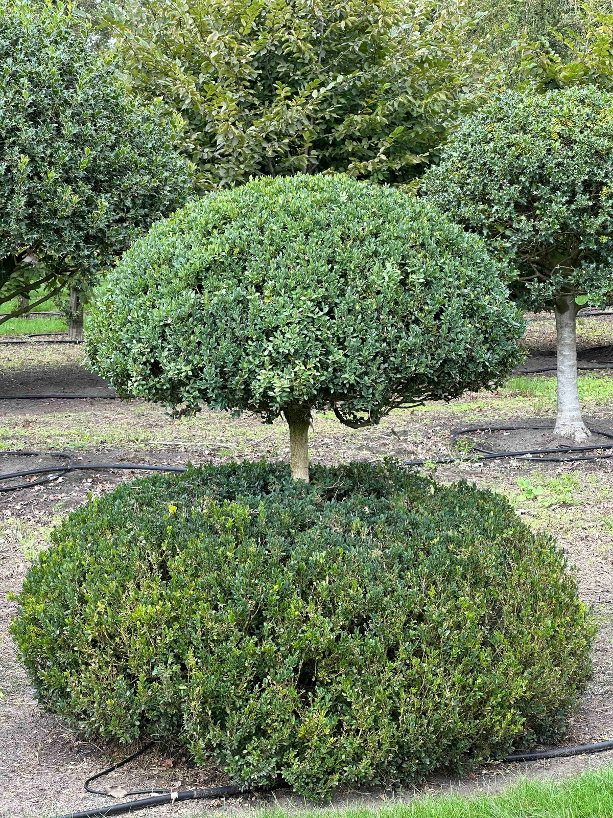 BUSE TOPIARY #043