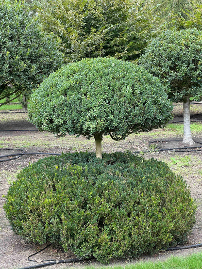 BUSE TOPIARY #043