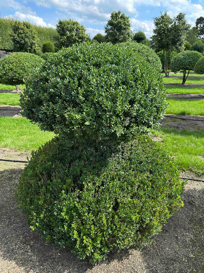 BUSE TOPIARY #043