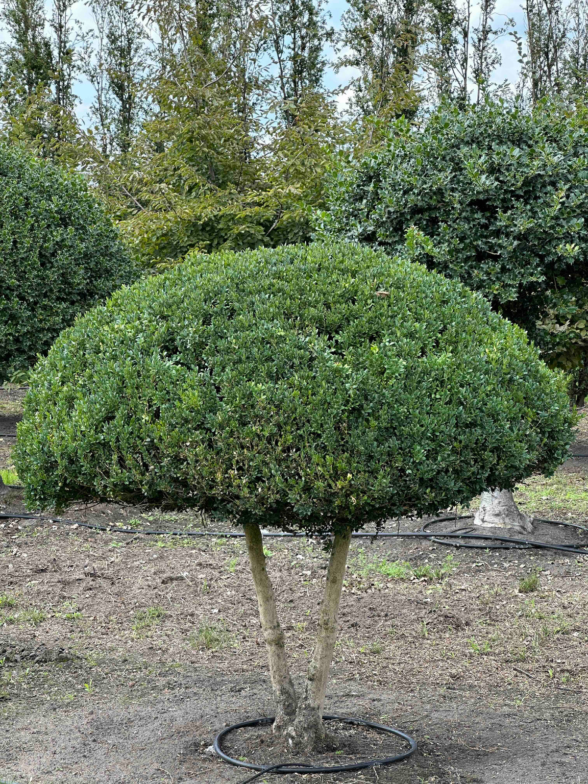 BUSE TOPIARY #044