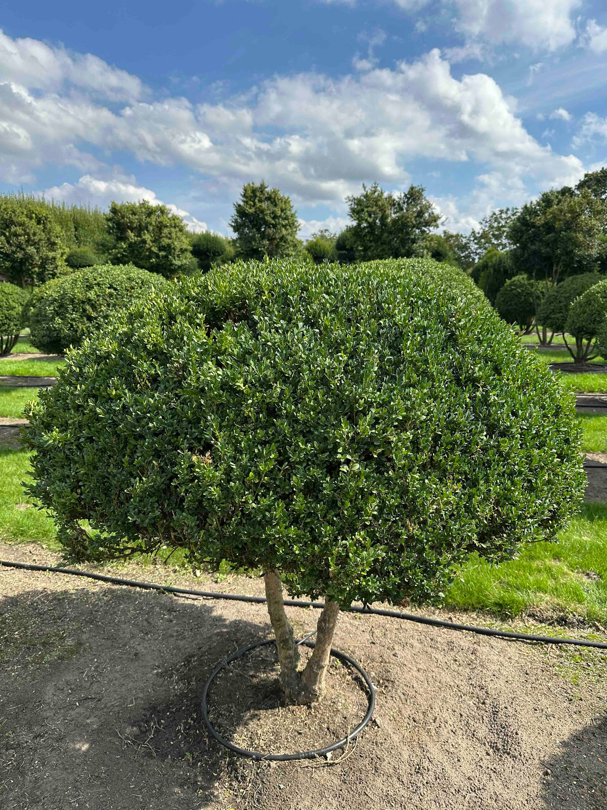 BUSE TOPIARY #044