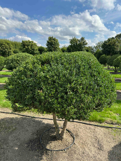 BUSE TOPIARY #044