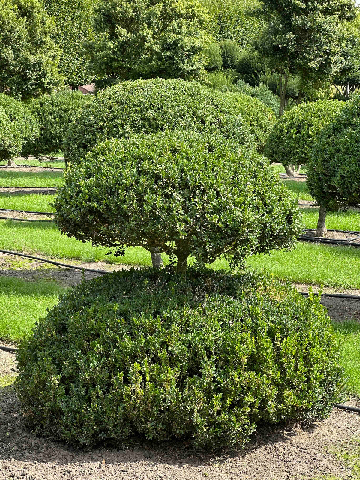 BUSE TOPIARY #045
