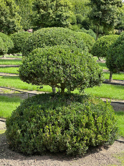 BUSE TOPIARY #045
