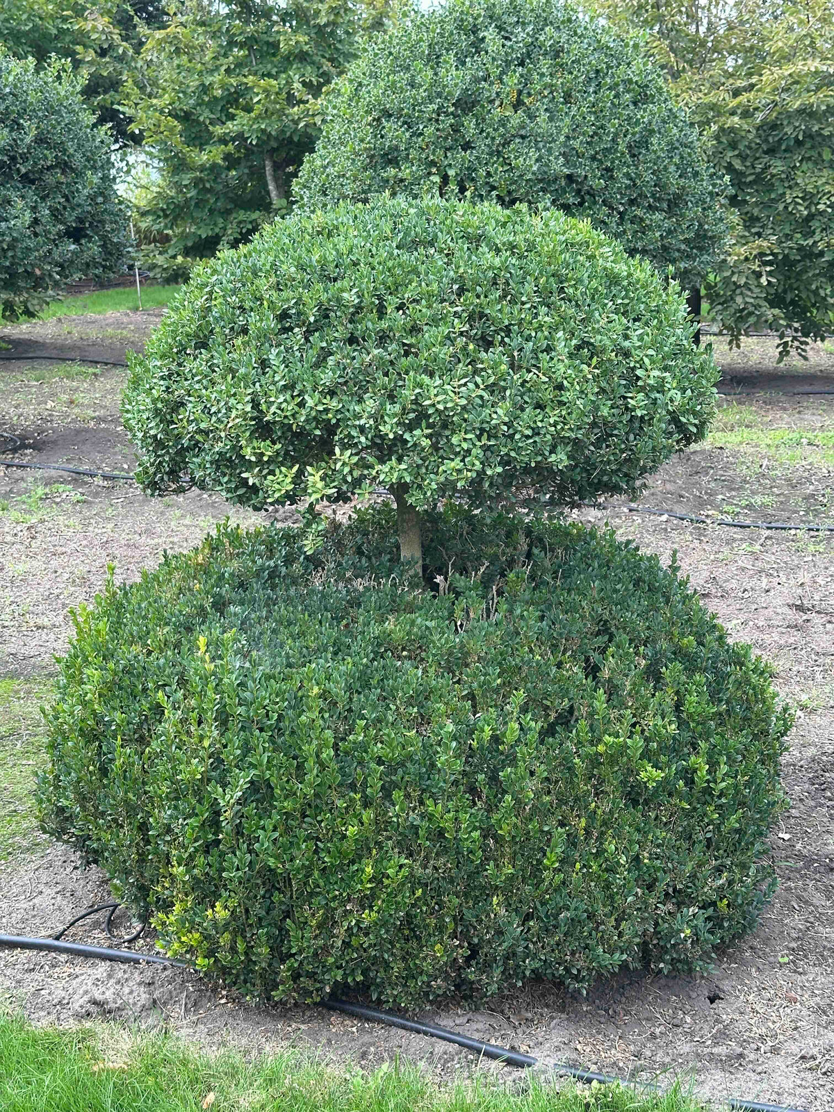 BUSE TOPIARY #045