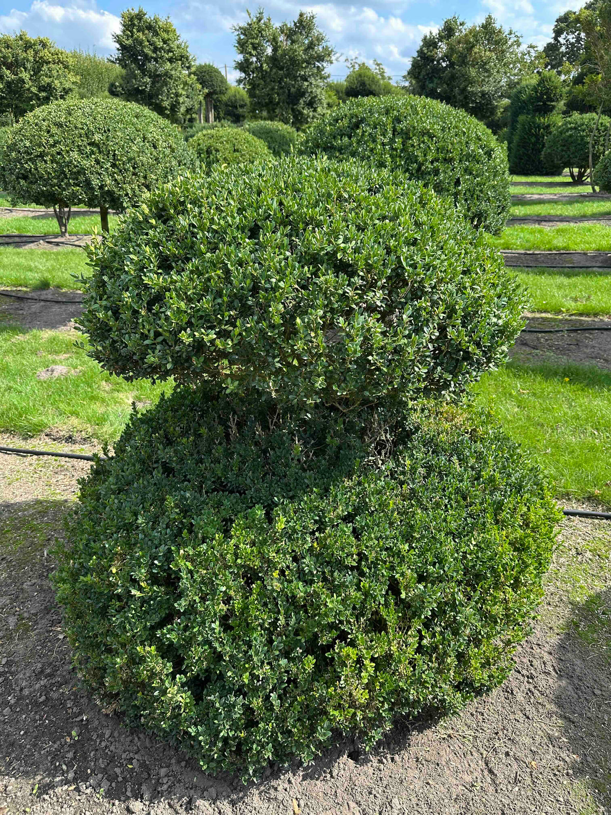 BUSE TOPIARY #045