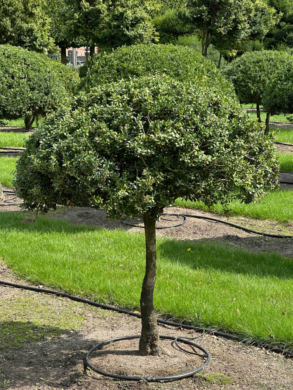 BUSE TOPIARY #046