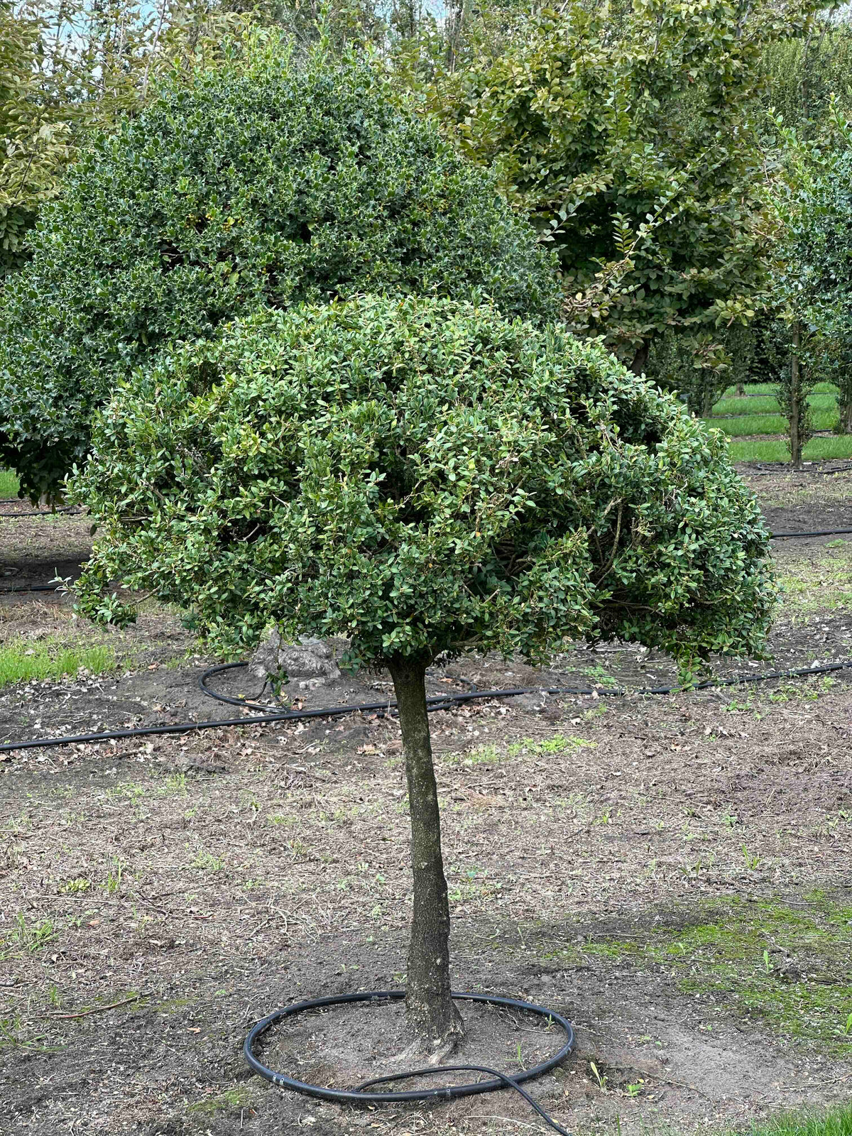 BUSE TOPIARY #046