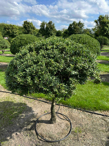 BUSE TOPIARY #046