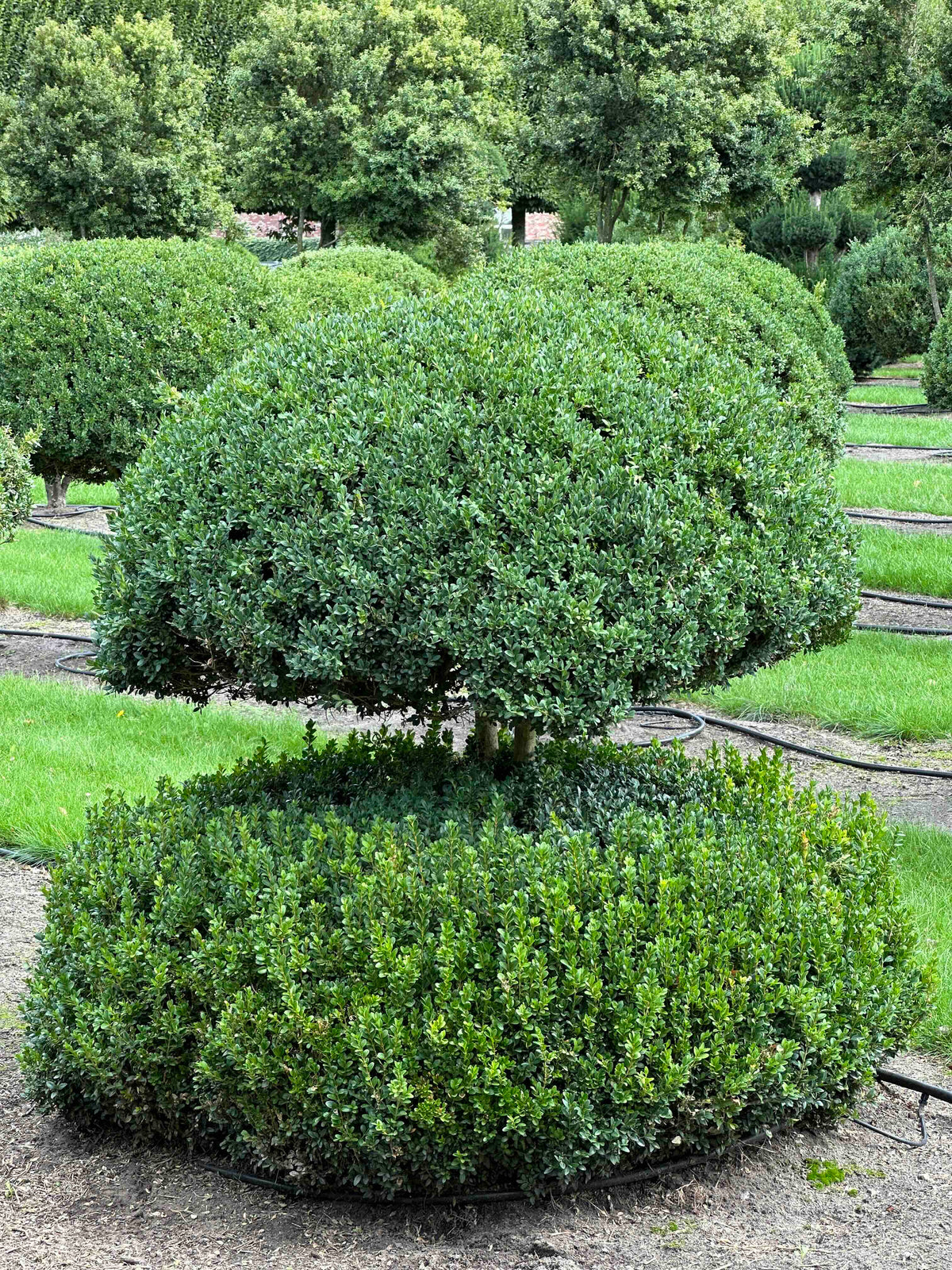 BUSE TOPIARY #047