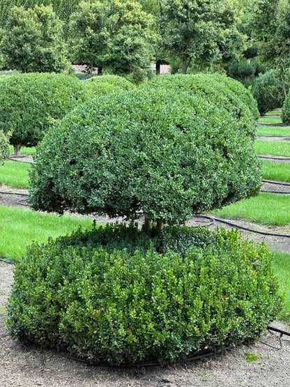BUSE TOPIARY #047