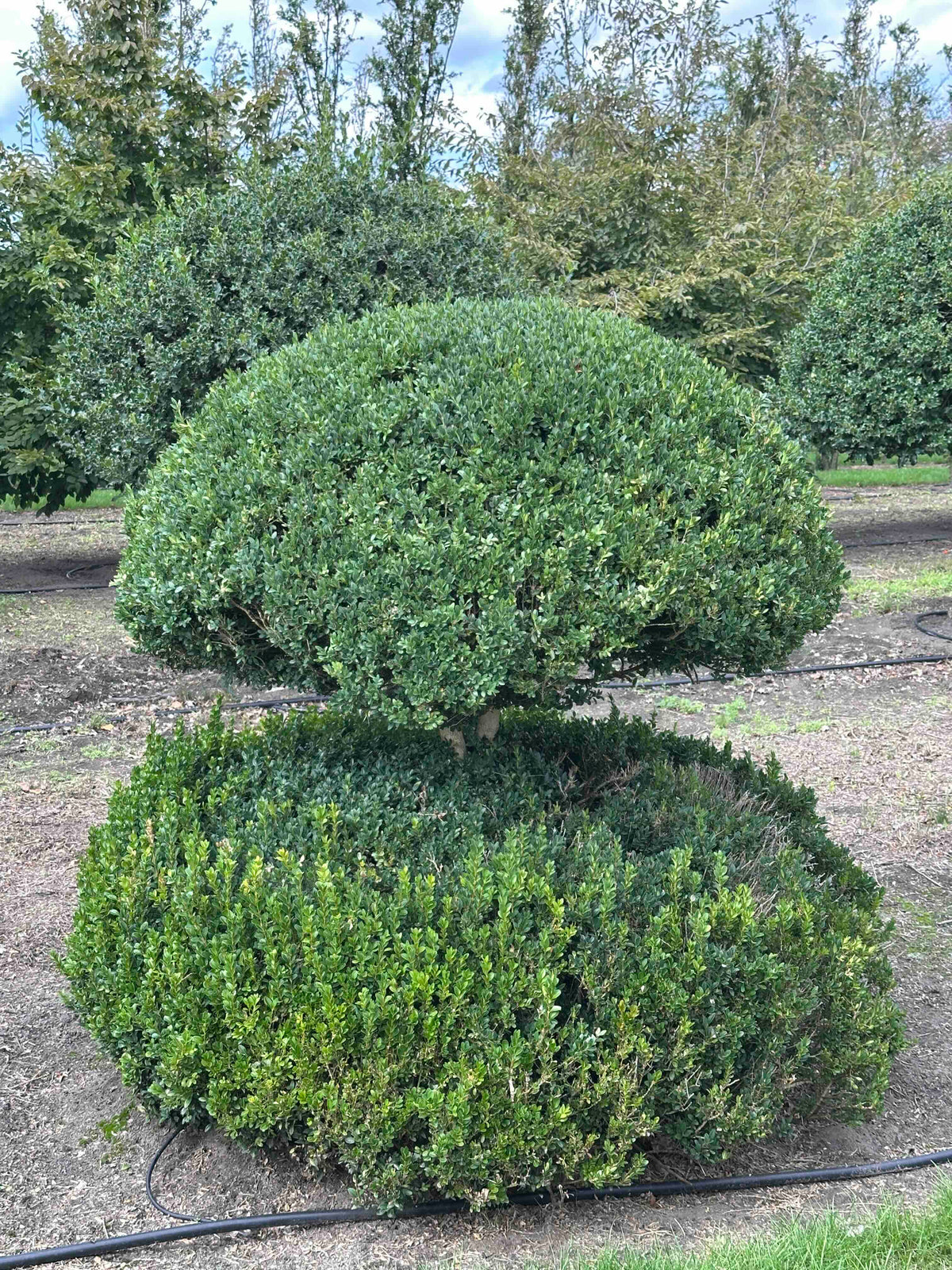 BUSE TOPIARY #047
