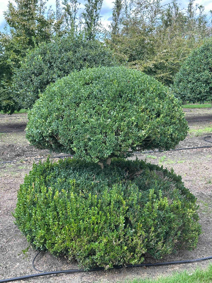 BUSE TOPIARY #047