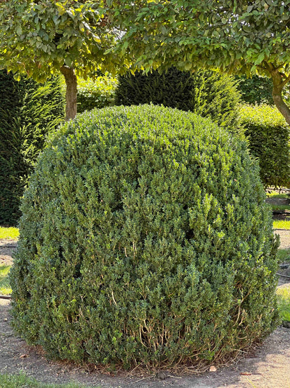 BUSE TOPIARY #049
