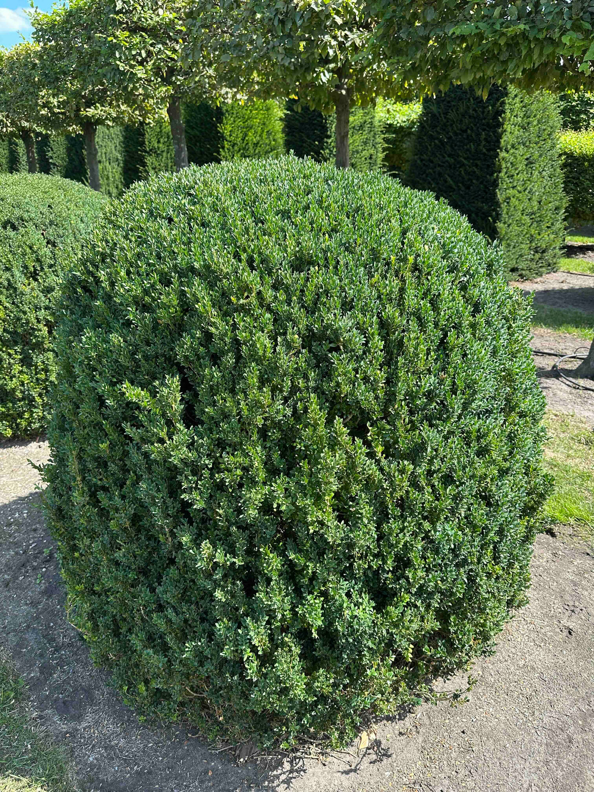 BUSE TOPIARY #049