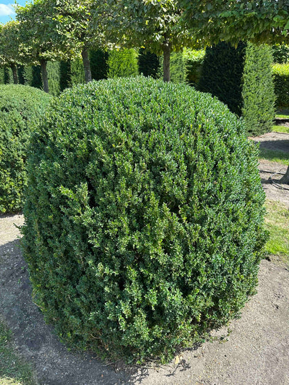 BUSE TOPIARY #049