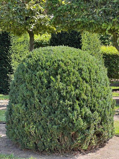 BUSE TOPIARY #049