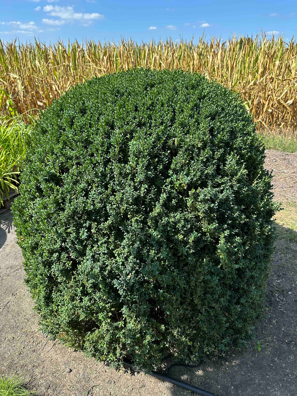 BUSE TOPIARY #049