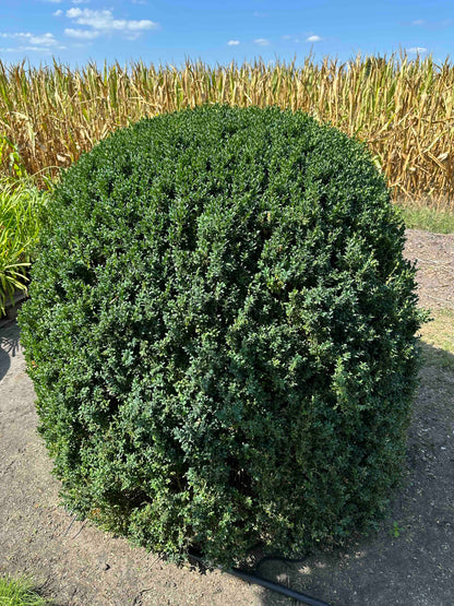 BUSE TOPIARY #049