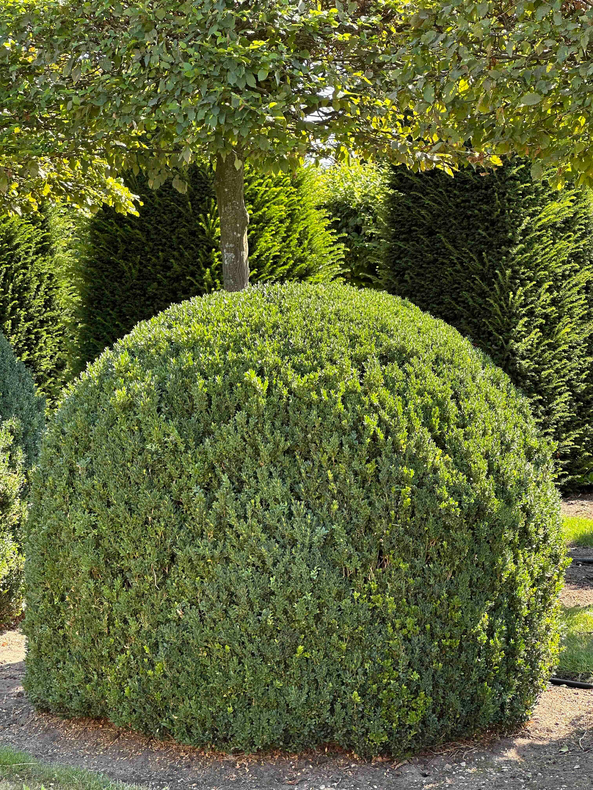 BUSE TOPIARY #050