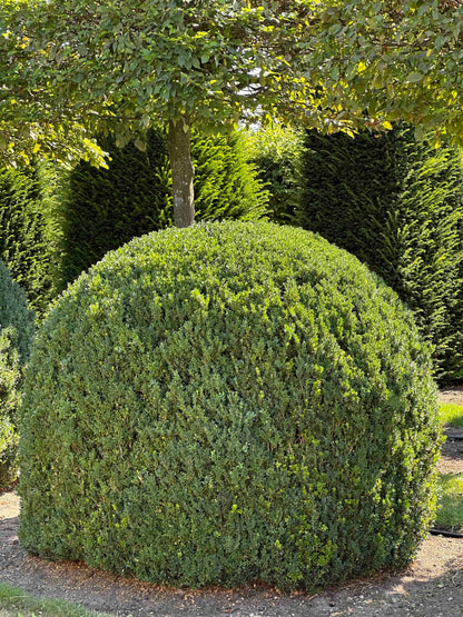 BUSE TOPIARY #050