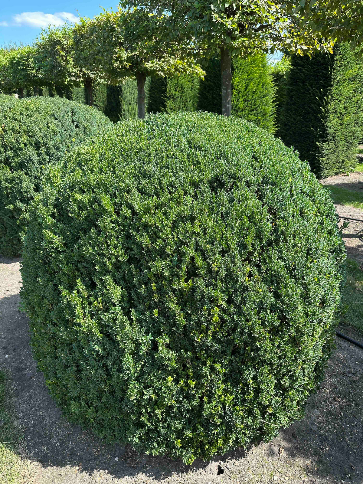BUSE TOPIARY #050