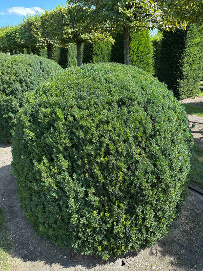BUSE TOPIARY #050