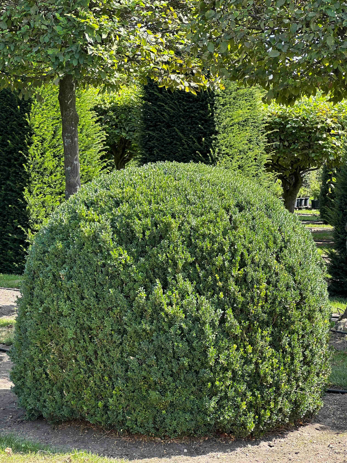 BUSE TOPIARY #050