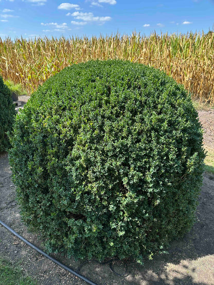 BUSE TOPIARY #050