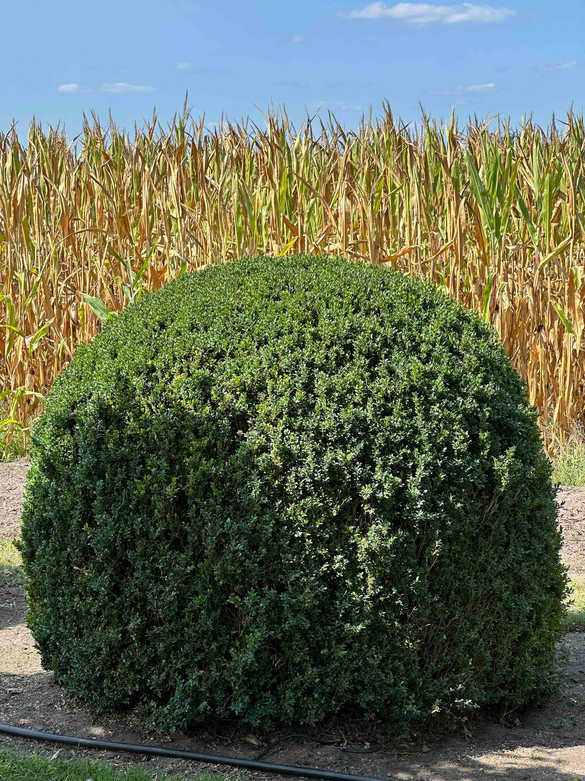 BUSE TOPIARY #050