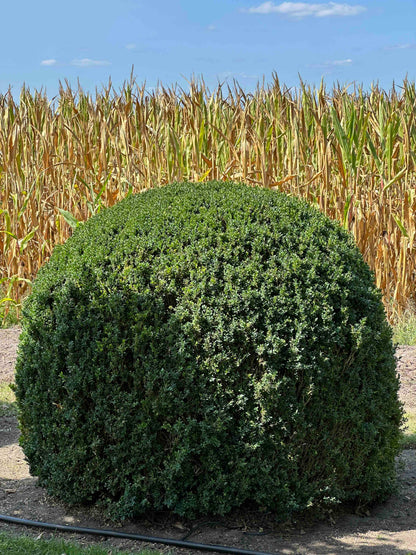 BUSE TOPIARY #050