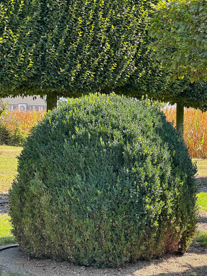 BUSE TOPIARY #060