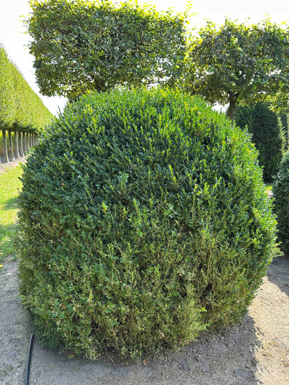 BUSE TOPIARY #060