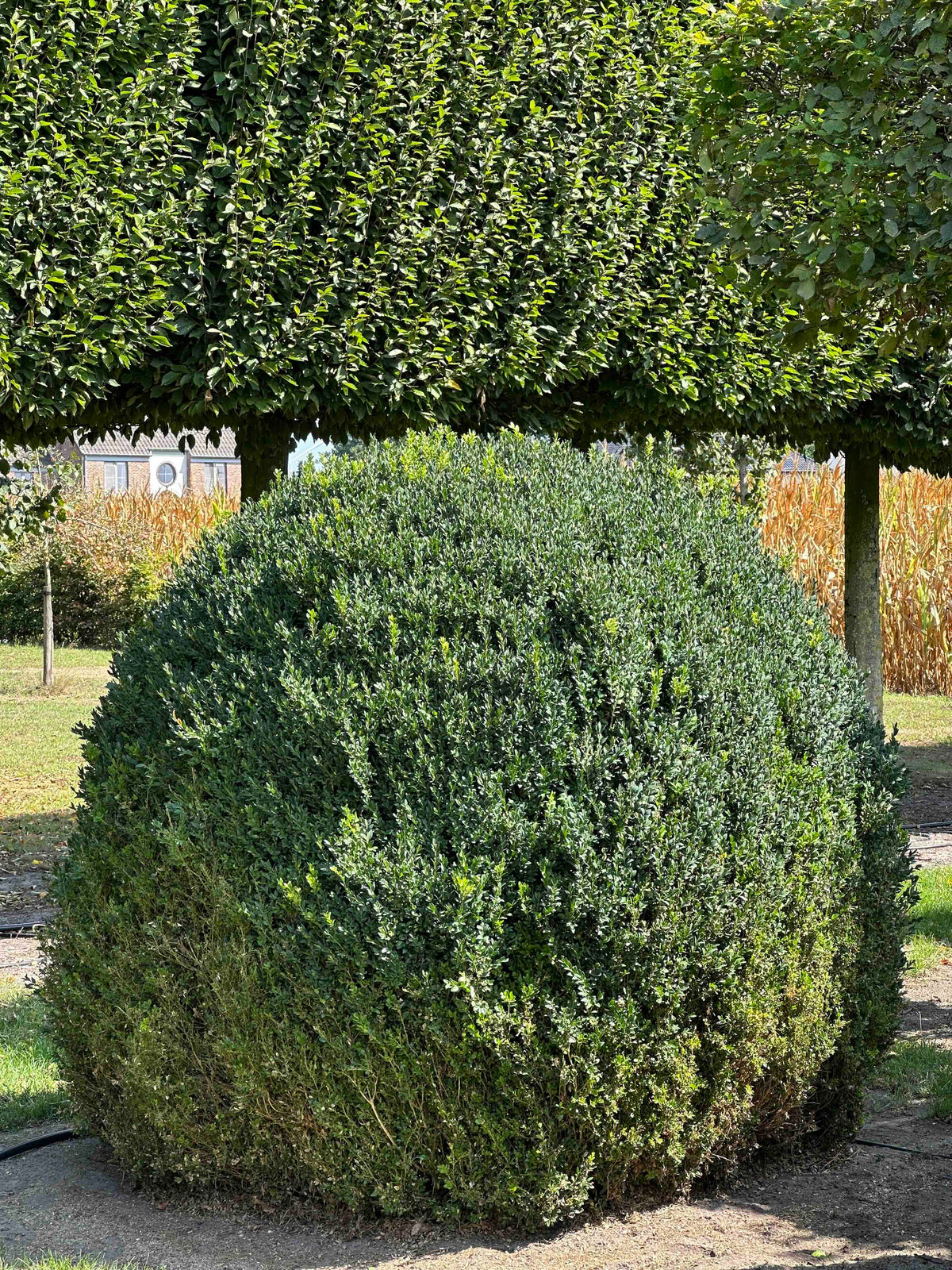 BUSE TOPIARY #060