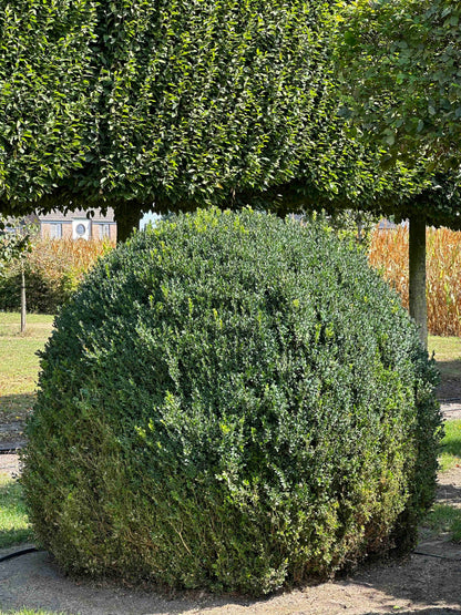 BUSE TOPIARY #060