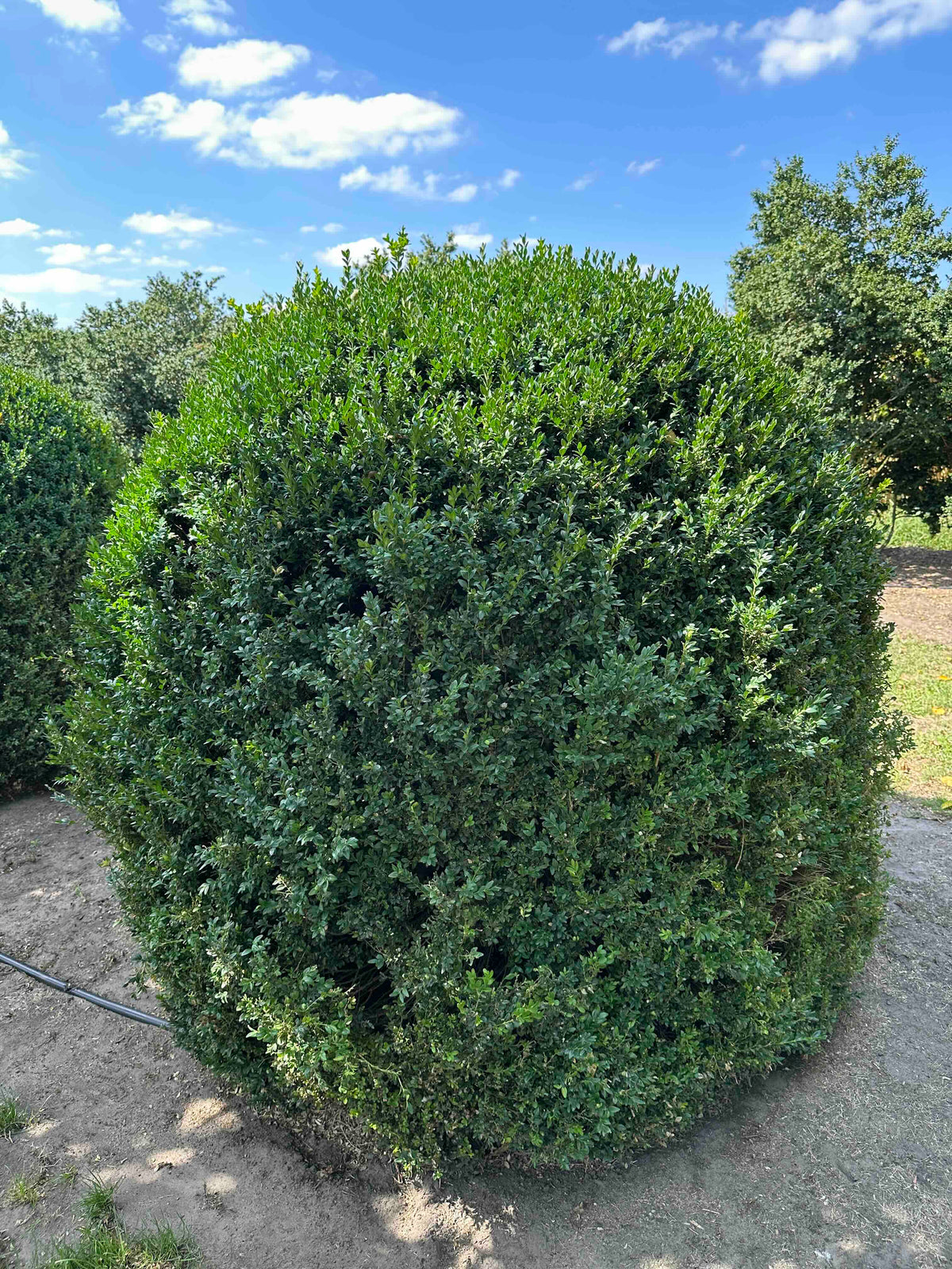BUSE TOPIARY #060