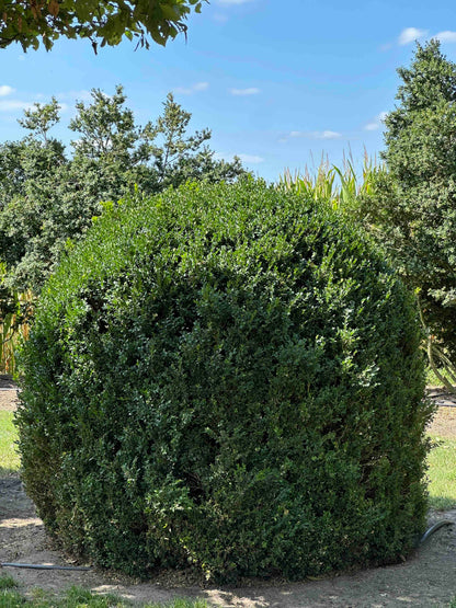 BUSE TOPIARY #060