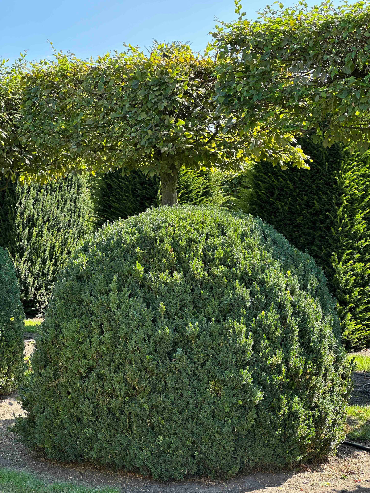 BUSE TOPIARY #051