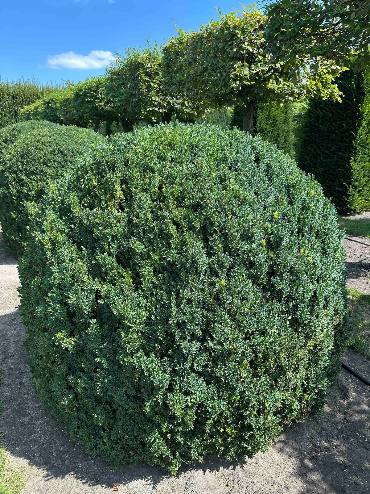 BUSE TOPIARY #051