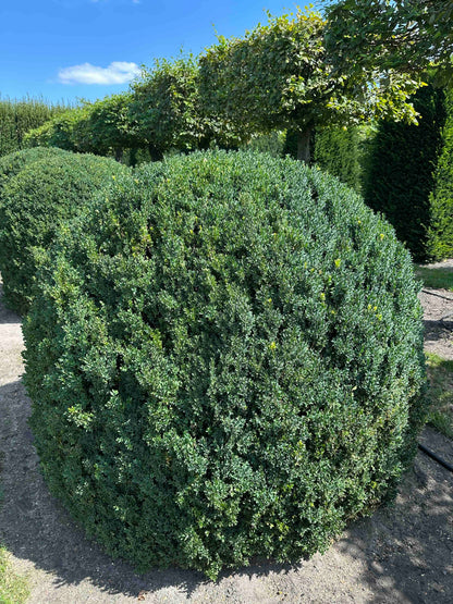 BUSE TOPIARY #051